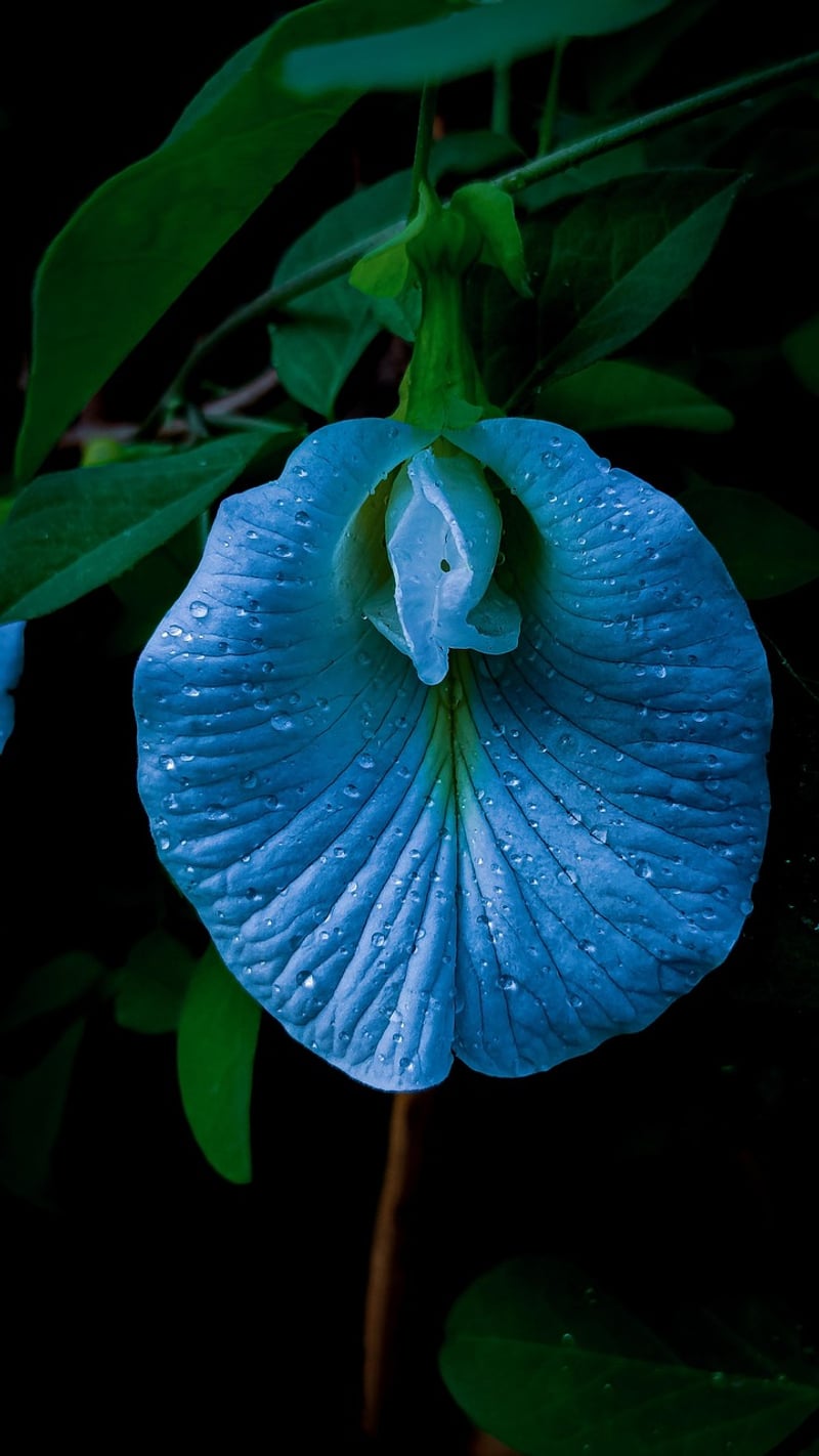 Butterfly Pea Flower Tea